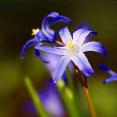 森林舞会游戏下截图