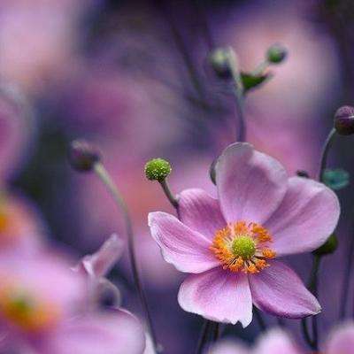 森林舞会游戏下截图